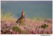 39. Red Grouse male in Heather